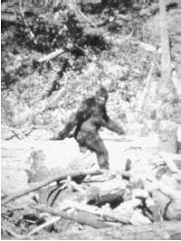 An alleged Bigfoot photographed in 1967 near Bluff Creek, California. (AP/WIDE WORLD PHOTOS)